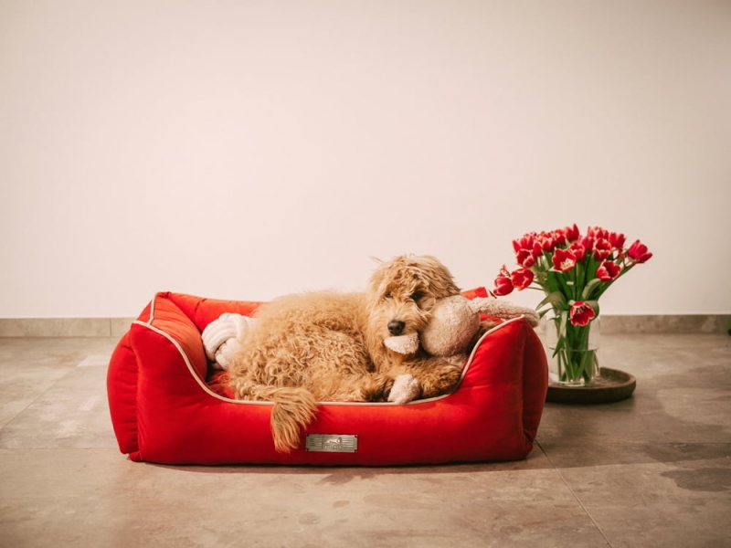 The super stylish and comfortable Dog Luxury Velvet dog bed